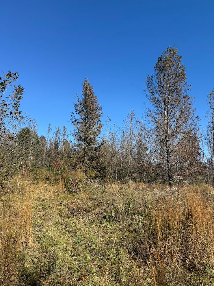 Bright blue skies and overground land with brush and trees at Southern Charm Flower Farm. 