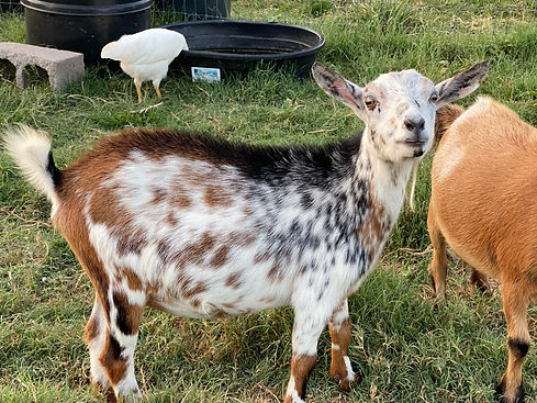 nigerian dwarf dairy goat, flashy in color