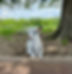 Nigerian dwarf goat kid