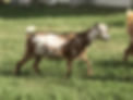 IMG_7209.jpeg
