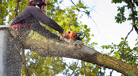 Emergency tree removal in Austin TX.png