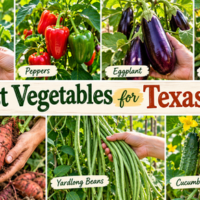 best vegetables for Texas heat
