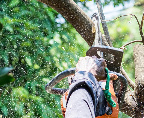 tree trimming near me.png