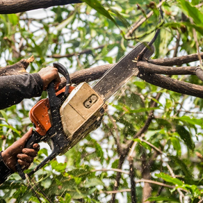 emergency tree removal in Austin, TX