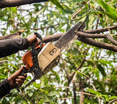 Emergency Tree Removal in Austin.png