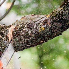 tree pruning in Austin