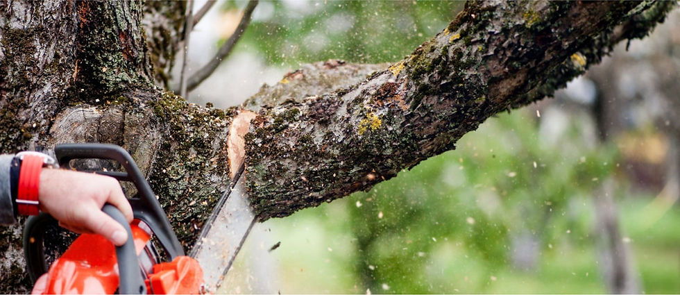 tree pruning in Austin