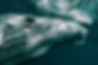Humpback whale eye