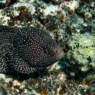 What's the best time of year to dive in Moorea?