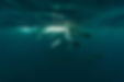 UltraReef_ArnaudFabregues_008_C.jpg