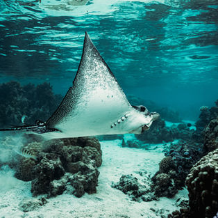 Les types de raies à Moorea