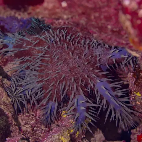 Coral Reefs in French Polynesia: Combating the Crown-of-Thorns Starfish Crisis 