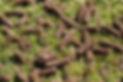 Pile of plugs of soil removed from sports field. Waste of core aeration technique used in