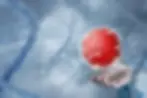 Sperm fertilizing egg