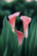 Pink calla lilies with lush green leaves set against a blurred dark green background. The scene is tranquil and elegant.