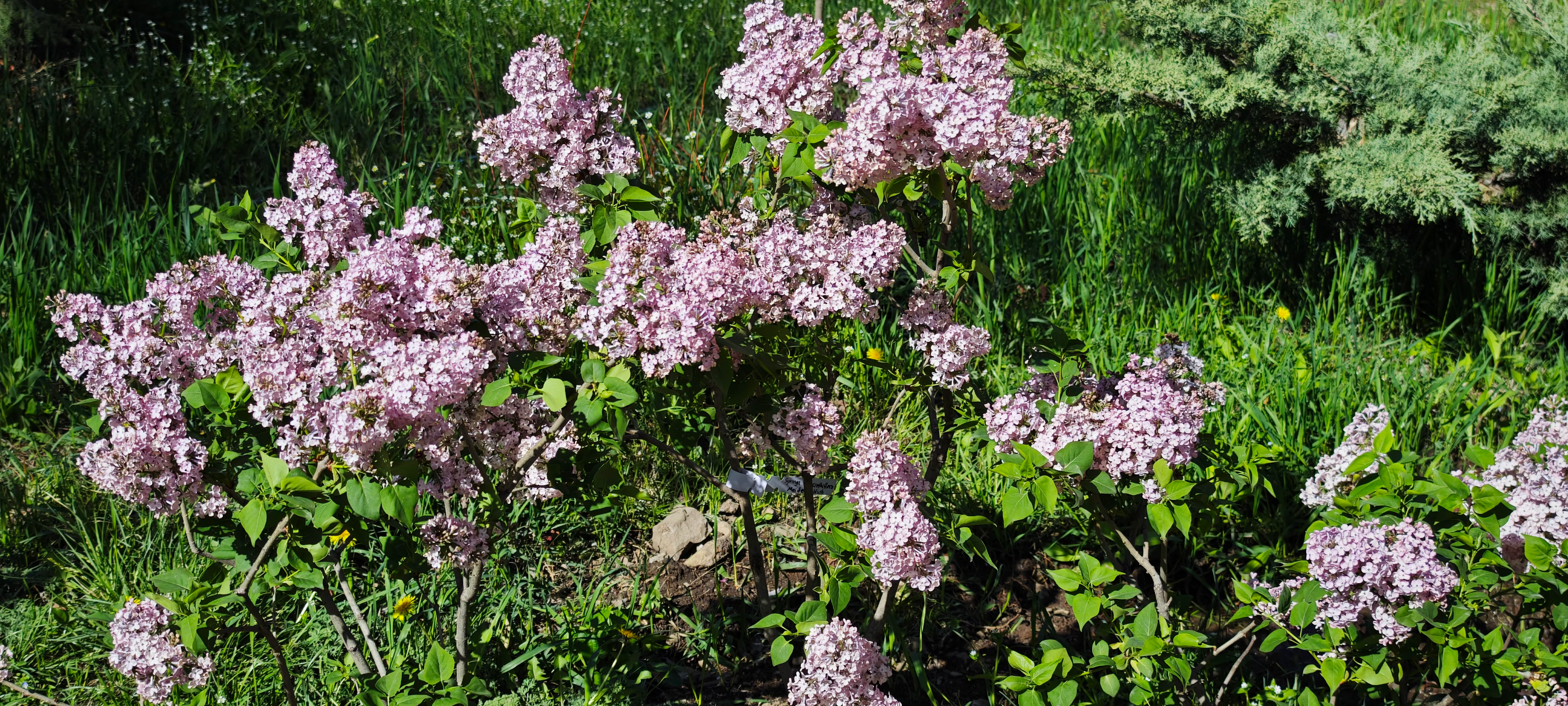 Tbilisi's National Botanical Garden