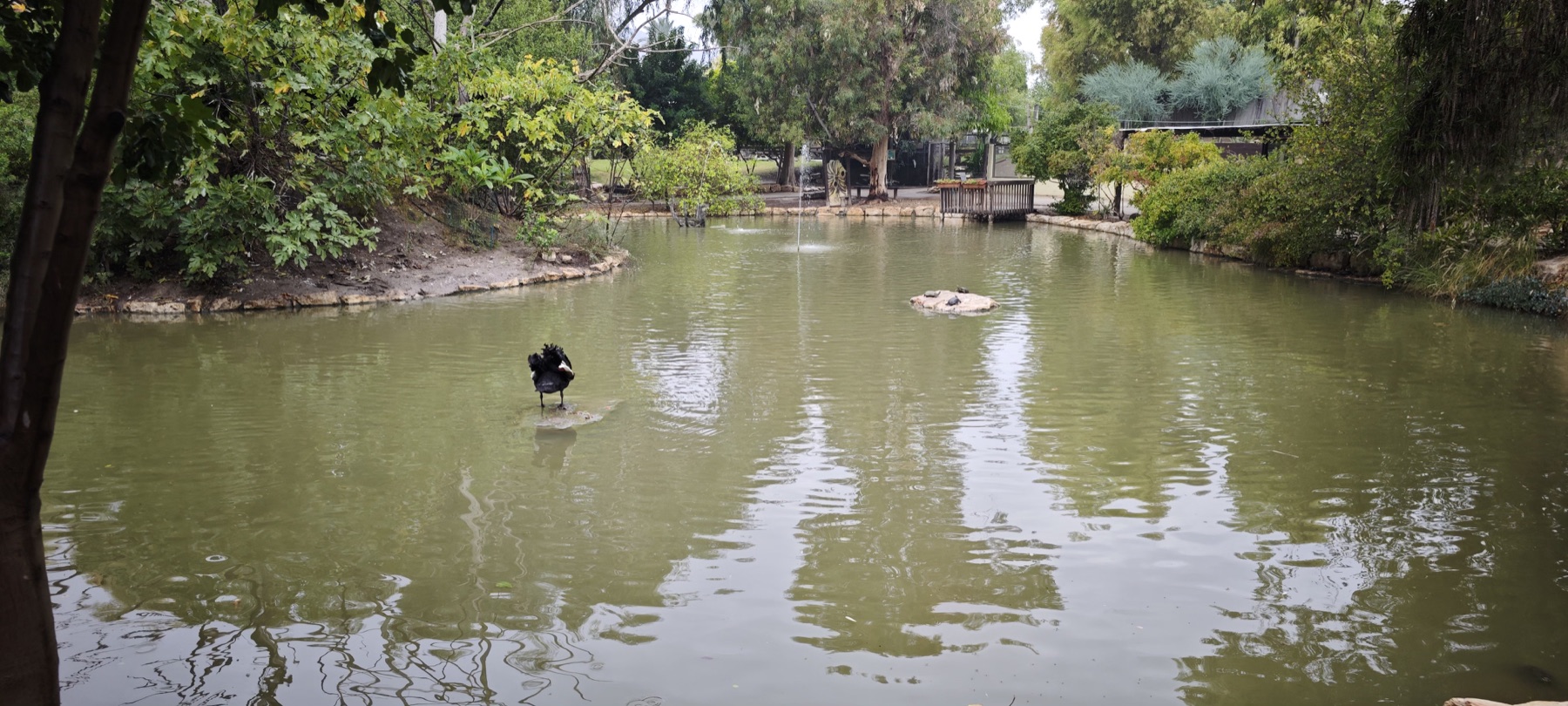 Gan Garoo at Nir David: Kangaroos, Parrots and a Green Maze