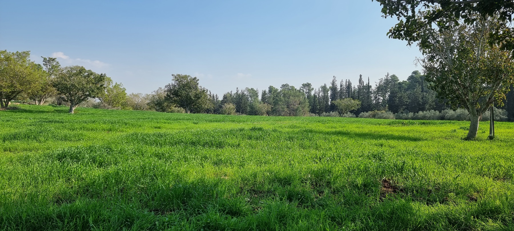 שדה ירוק לאורך המסלול בנאות קדומים