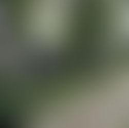 בית העלמין היהודי הישן בוורוצלב