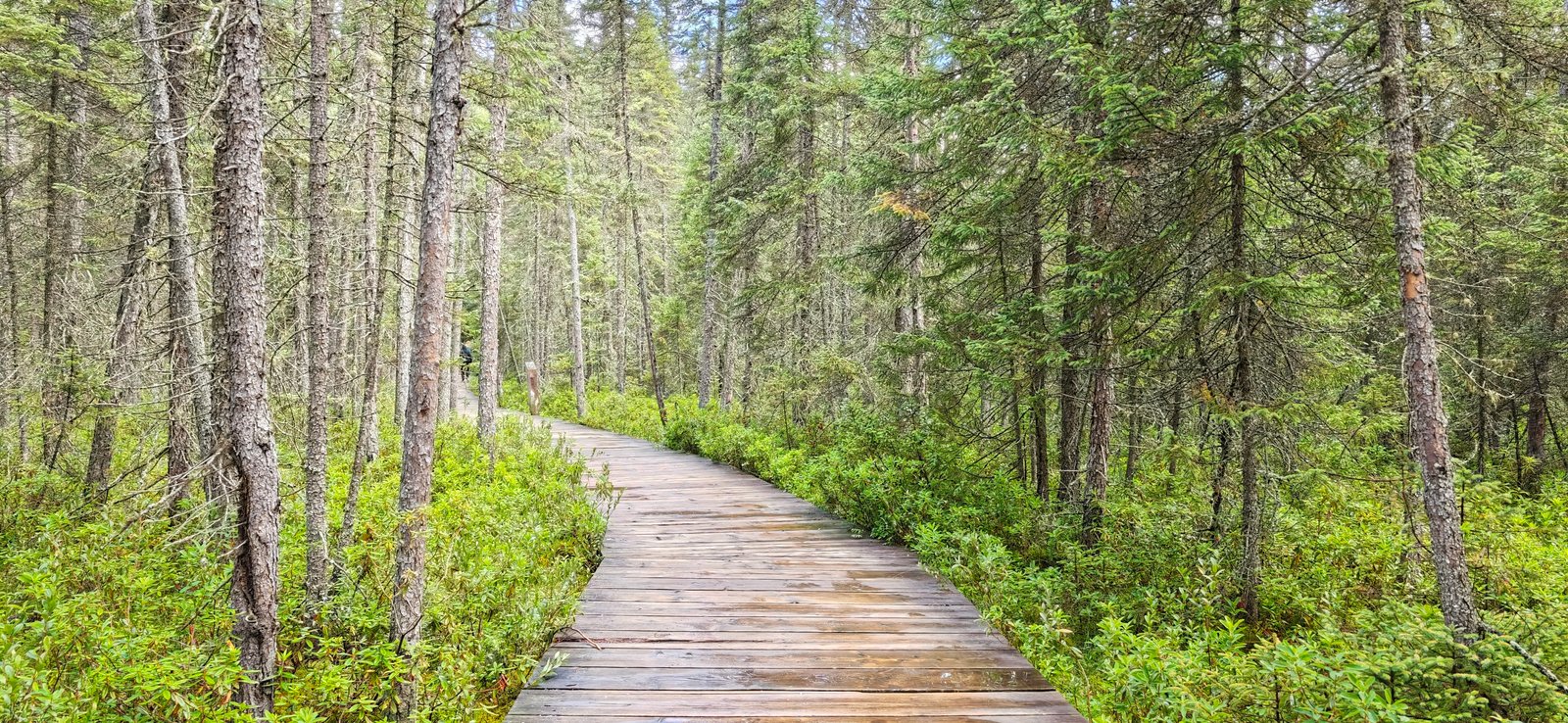 Spruce Bog Boardwalk באלגונקווין: מסלול מעגלי קצר ונעים