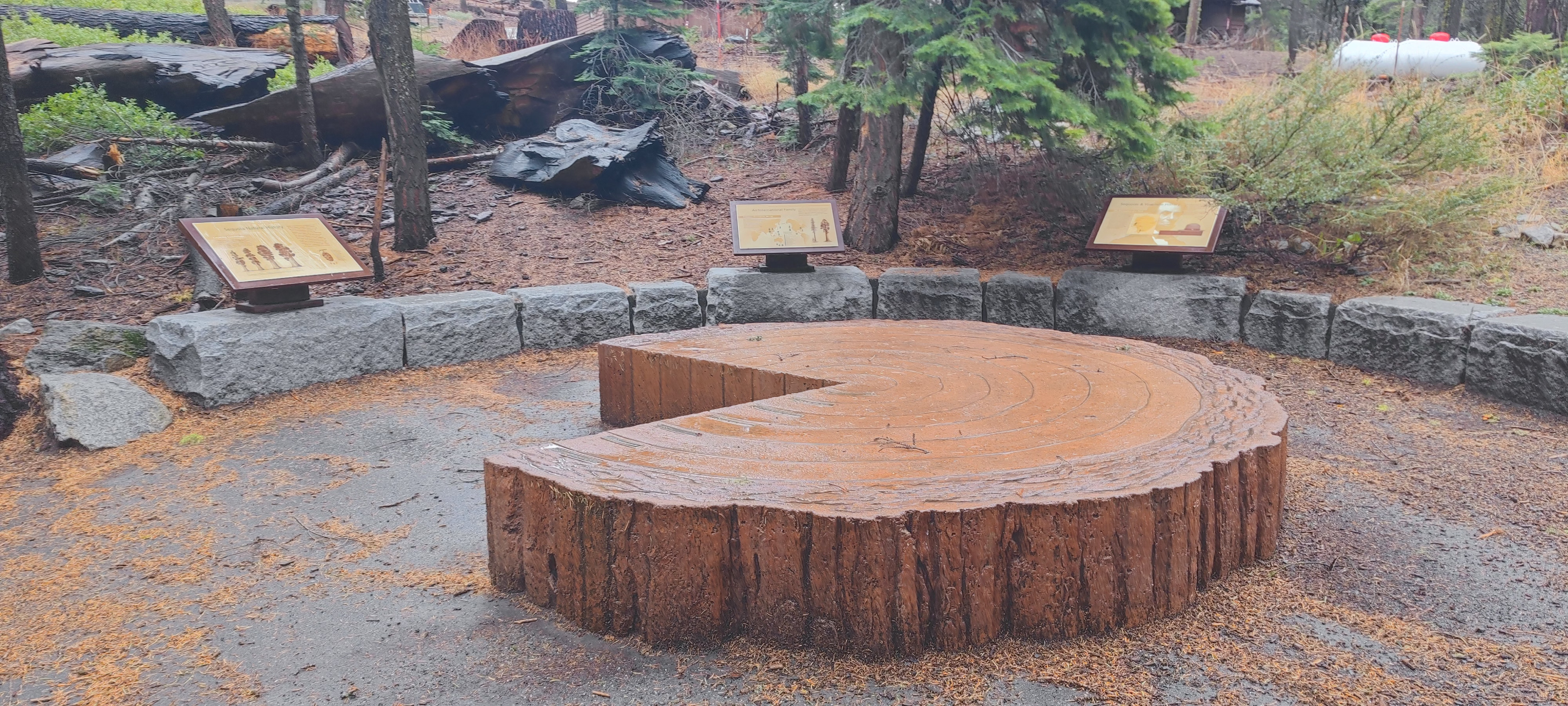 עצי סקויה ענקיים בפארק יוסמיטי - Tuolumne Grove