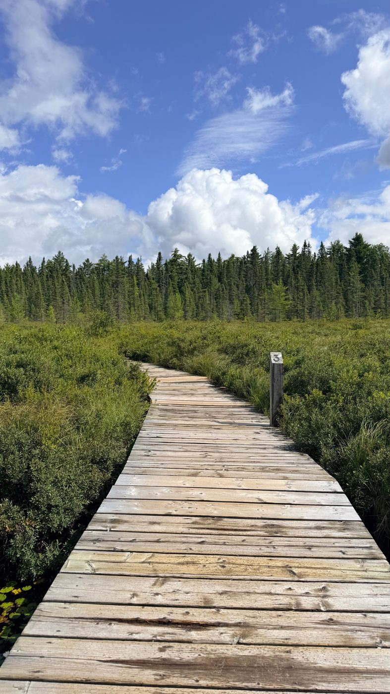 מסלול Spruce Bog, ששילבנו ביום שלנו בפארק