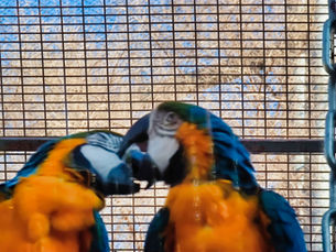 Haifa Zoo