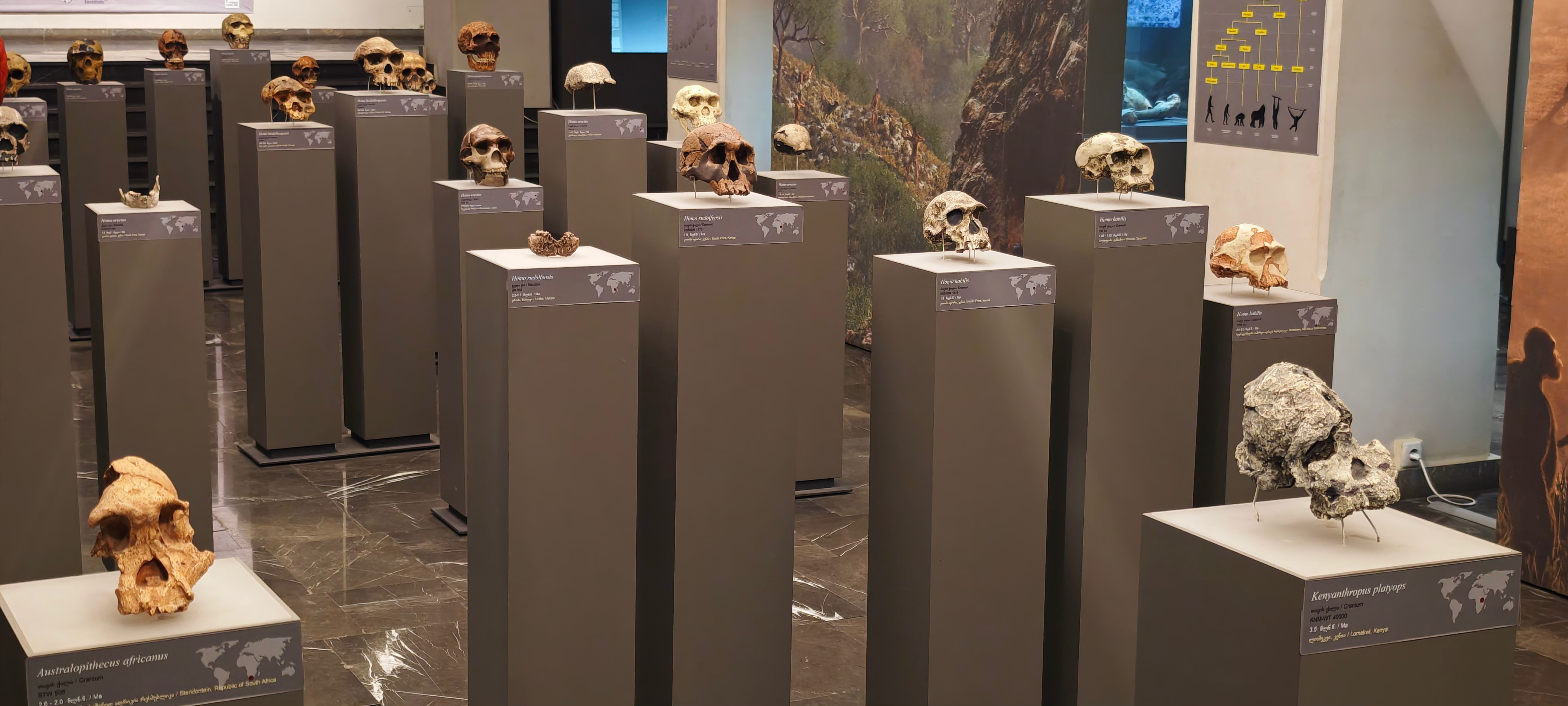 The Simon Janashia Museum of Georgia: A Mix of Treasures