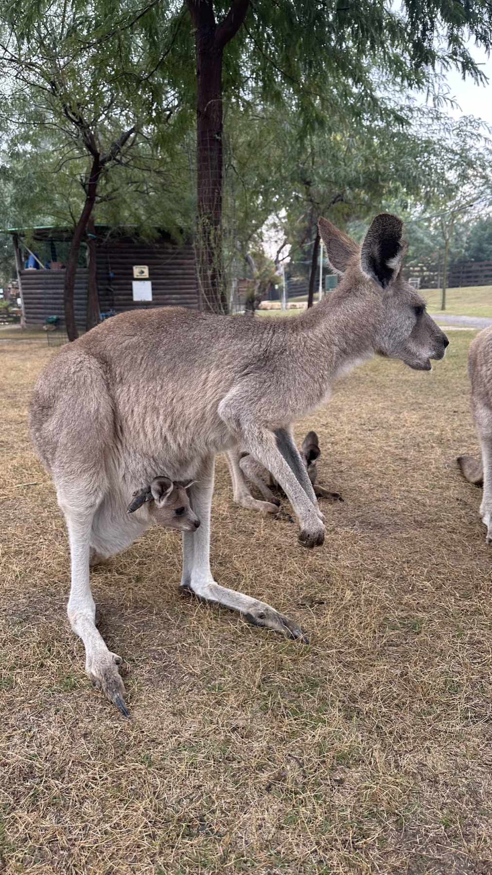A close encounter with the animals at Gan Garoo