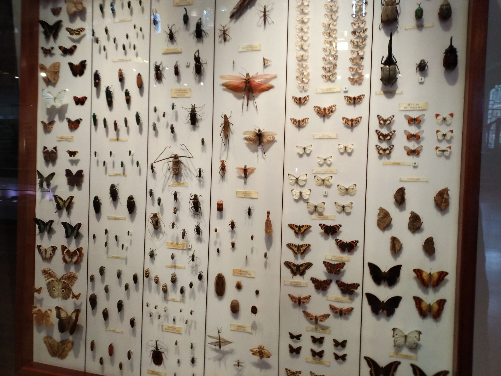 Butterflies - Hunterian Museum (53)