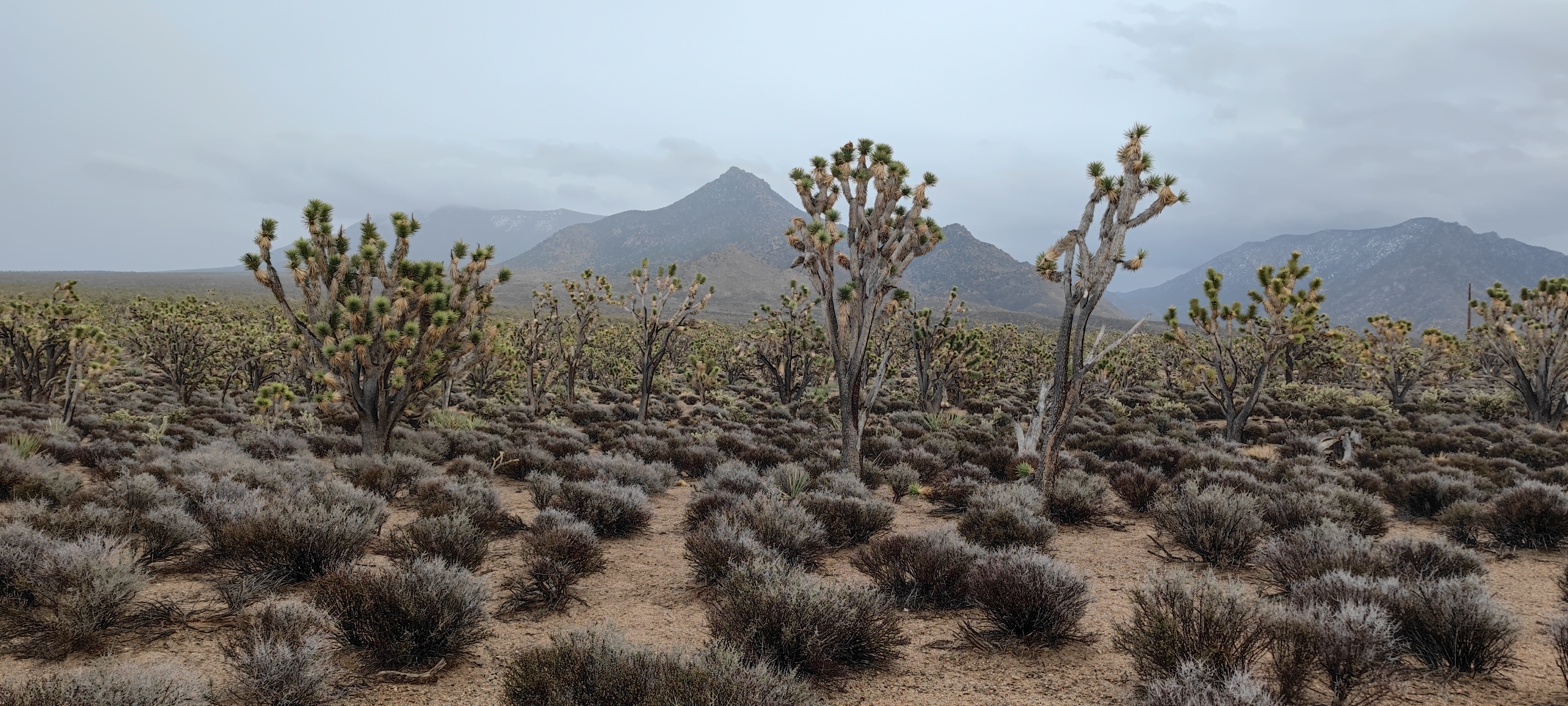 Joshua Tree Forest in Arizona