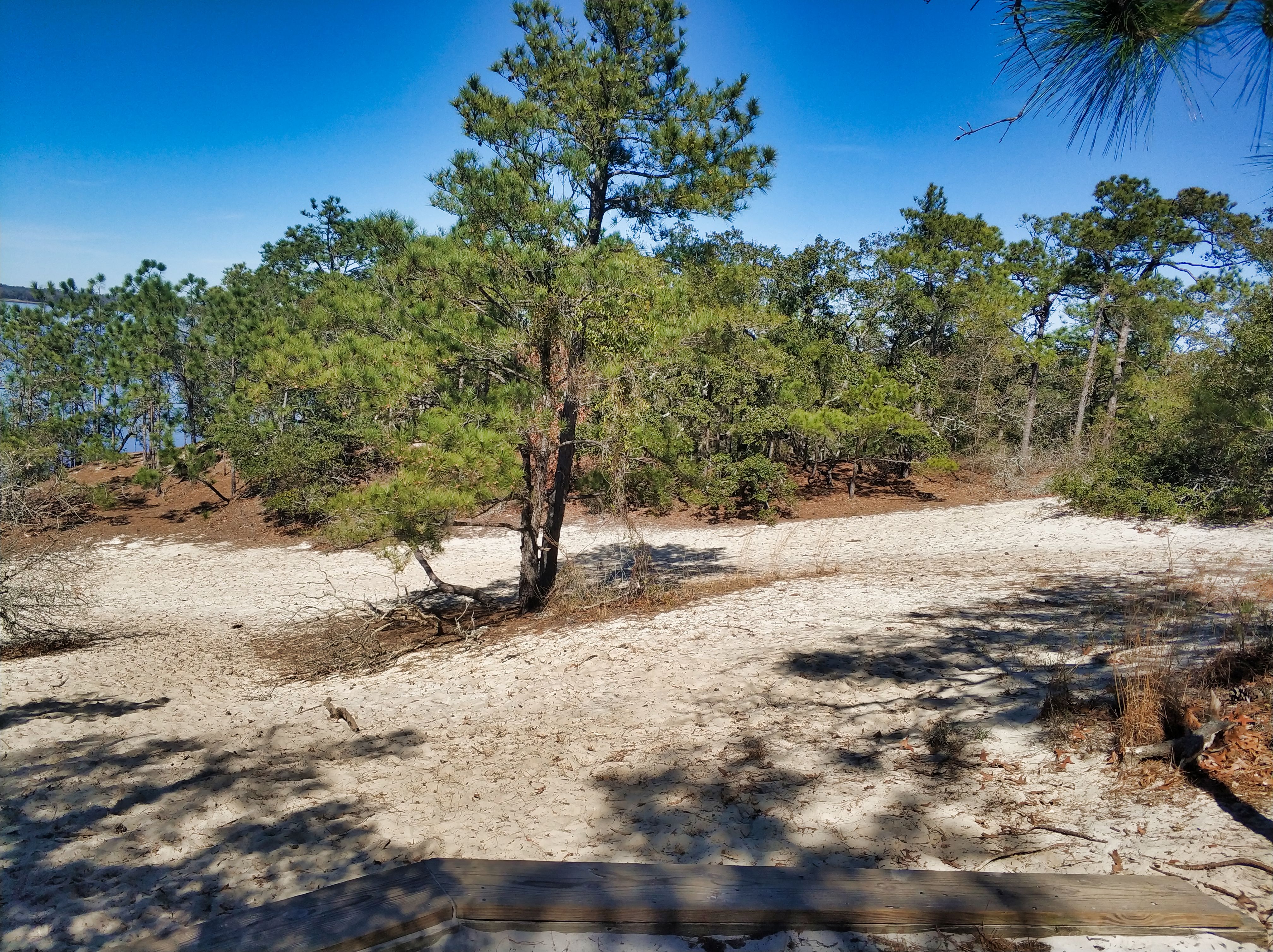 Carolina Beach State Park