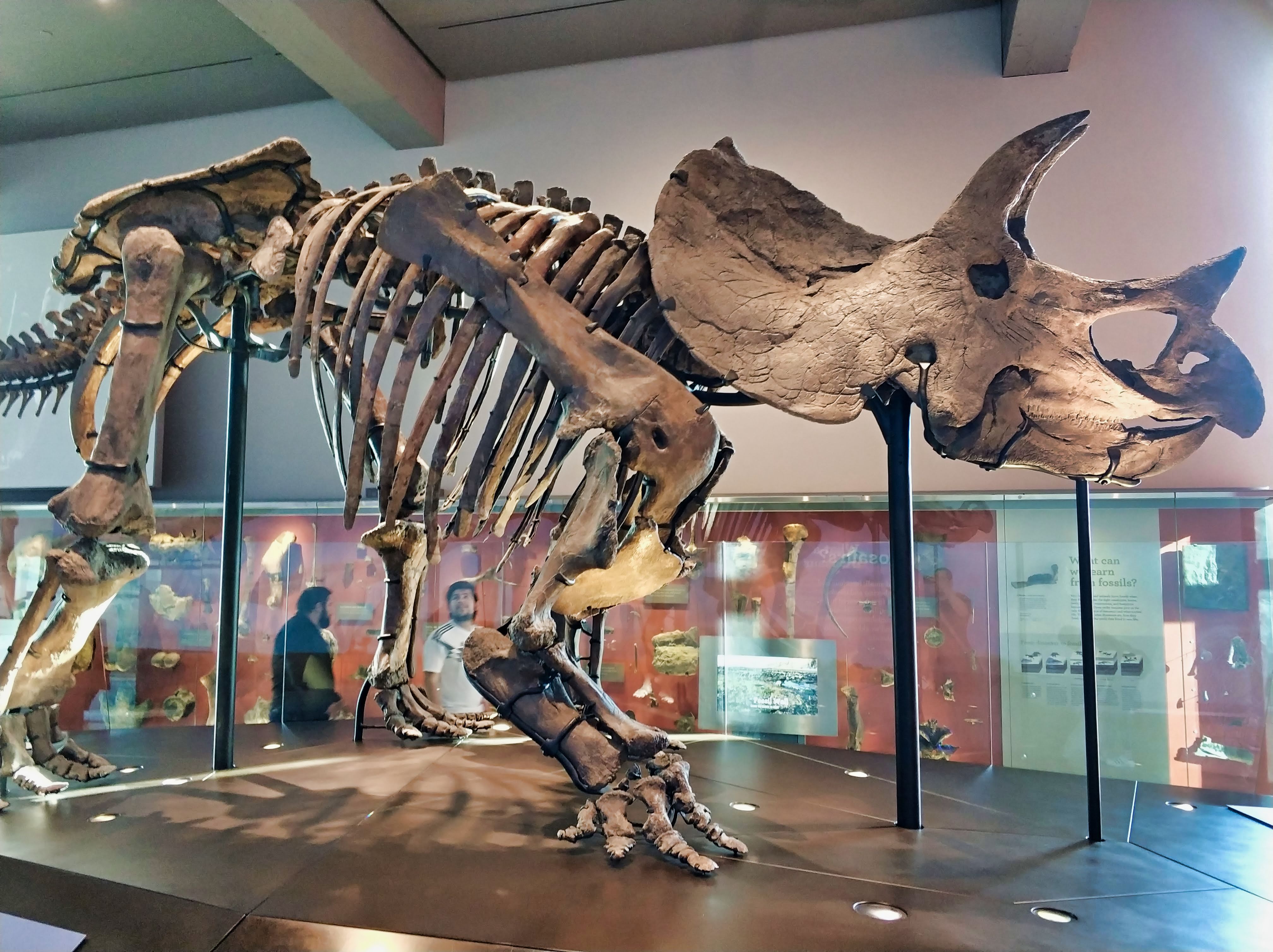 Museum of Natural History Dinosaur skeleton
