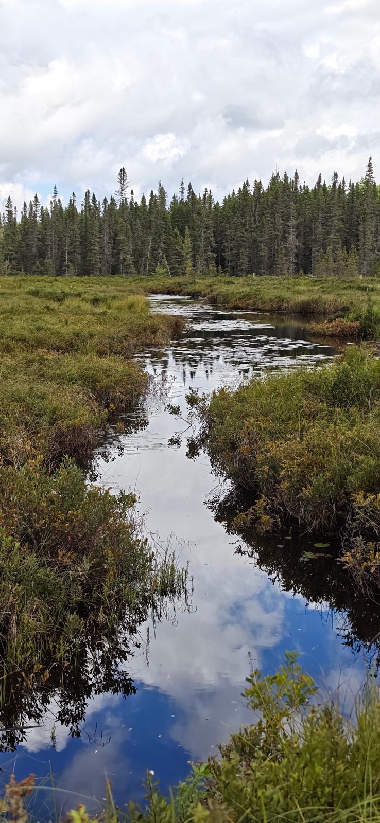 מים וצמחייה במסלול Spruce Bog
