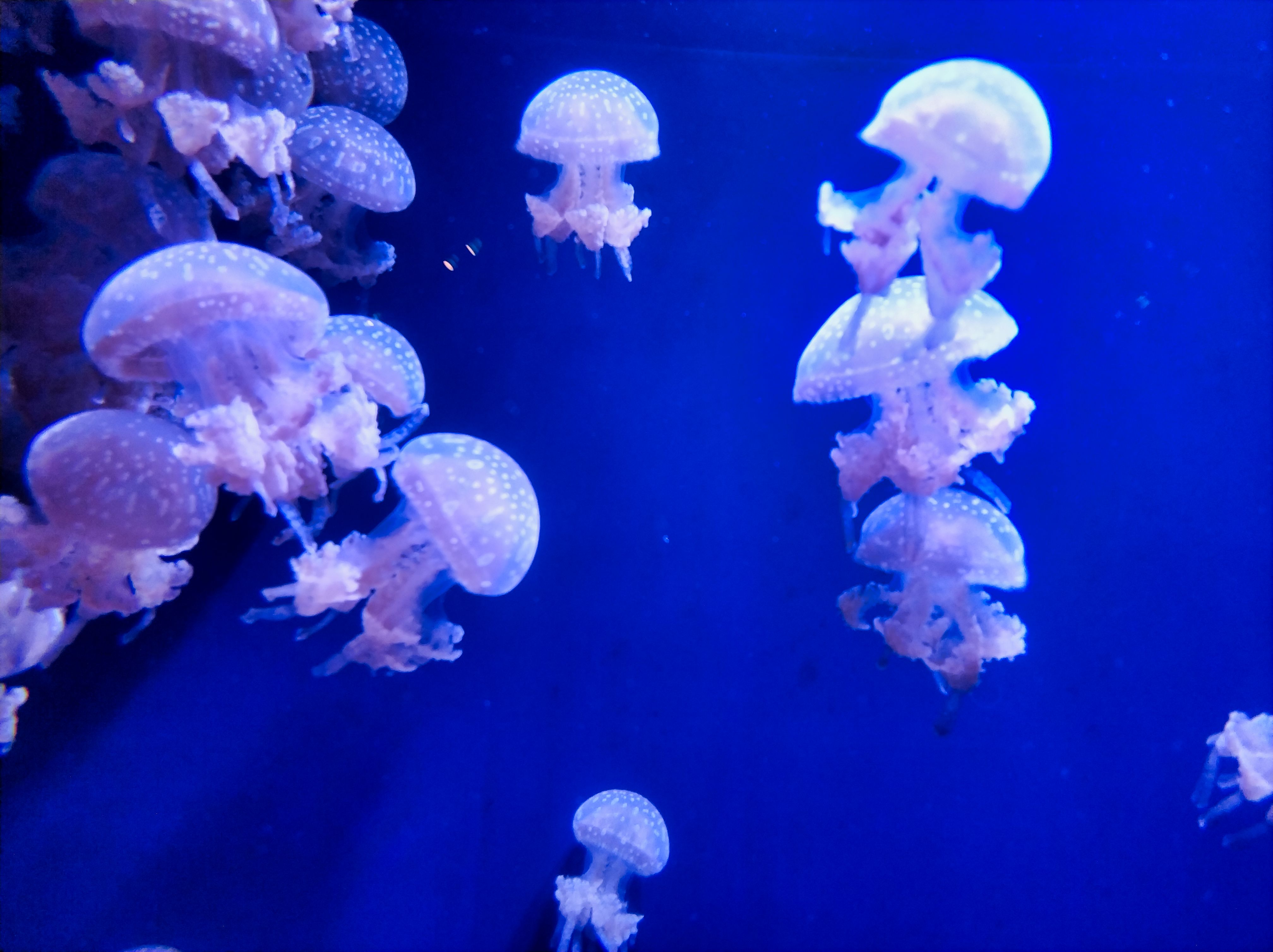 Fort Fisher Aquarium