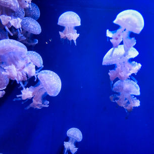 Fort Fisher Aquarium