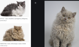 NAJDZIWNIEJSZE RASY KOTÓW