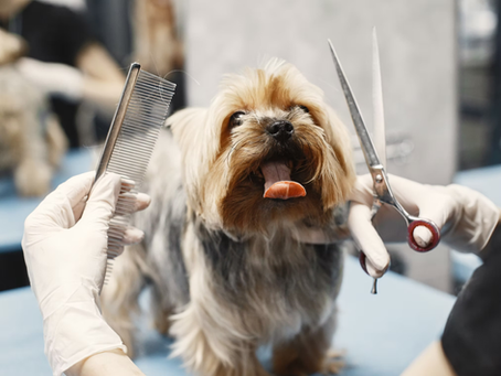 The Art of Exquisite Dog Grooming