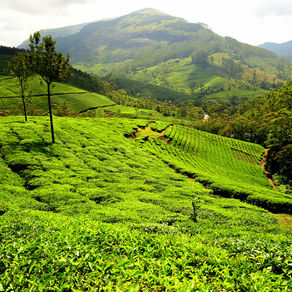 Places you must visit in Kerala