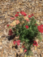 'Paprika' Yarrow