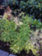 Variegated Spurge
