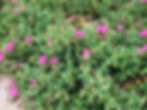 Cistus Shrub