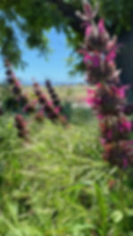 Hummingbird Sage Impressive Flowers!