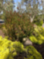 Lime Green Pittosporum and Leucadendron