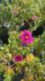 Cistus Flower in Bloom