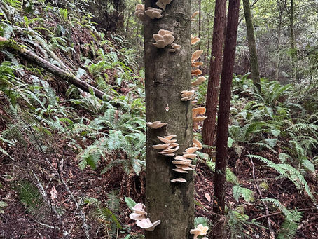 Beyond the Soil: Fungi of Coast Live Oak Woodlands