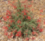 California Fuschia Shrub