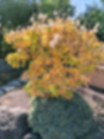 Smoke Bush Fall color