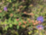 'Dark Star' Ceanothus in Bloom