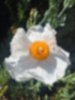 Matilija Poppy's Impressive Flower